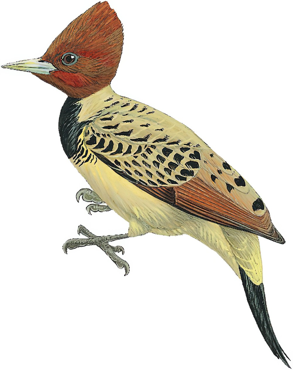Kaempfer\'s Woodpecker / Celeus obrieni