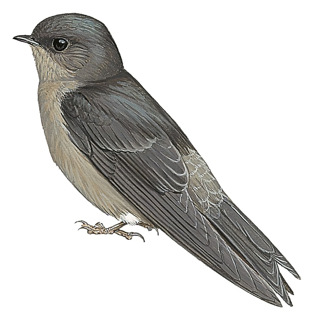 White-thighed Swallow / Atticora tibialis