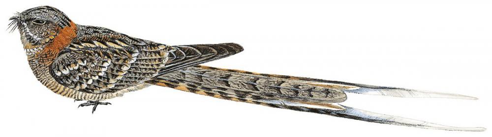 Scissor-tailed Nightjar / Hydropsalis torquata
