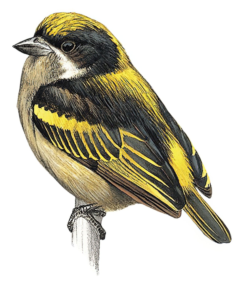 Western Tinkerbird / Pogoniulus coryphaea