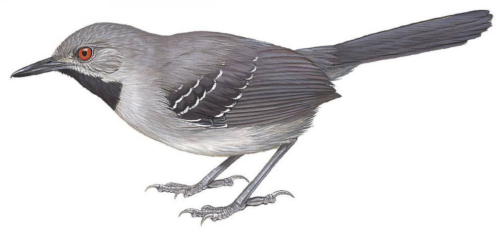 Slender Antbird / Rhopornis ardesiacus