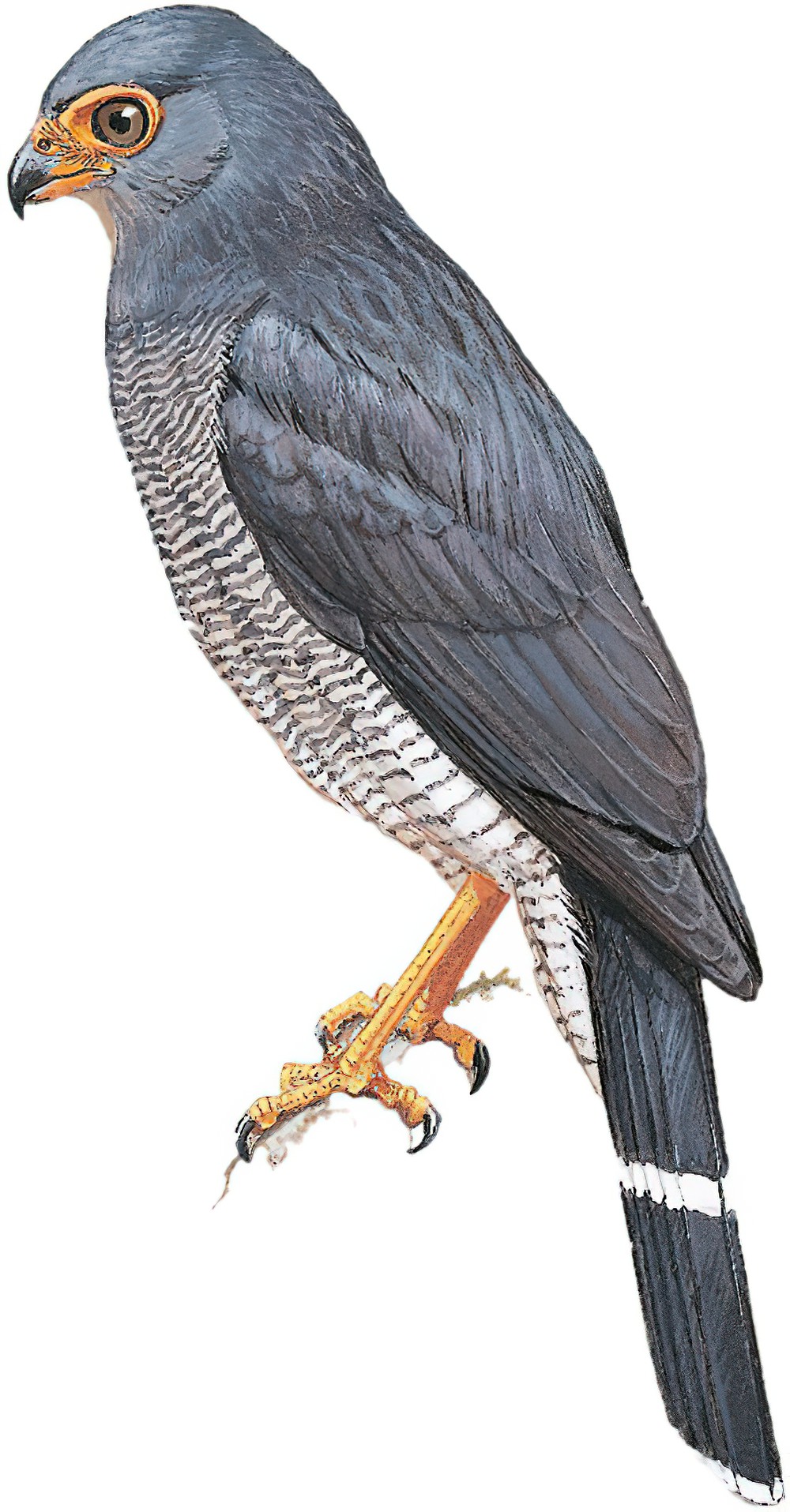 Plumbeous Forest-Falcon / Micrastur plumbeus