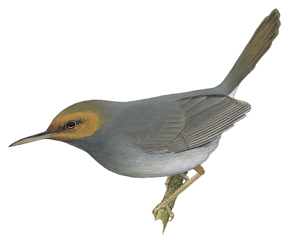 Ashy Tailorbird / Orthotomus ruficeps