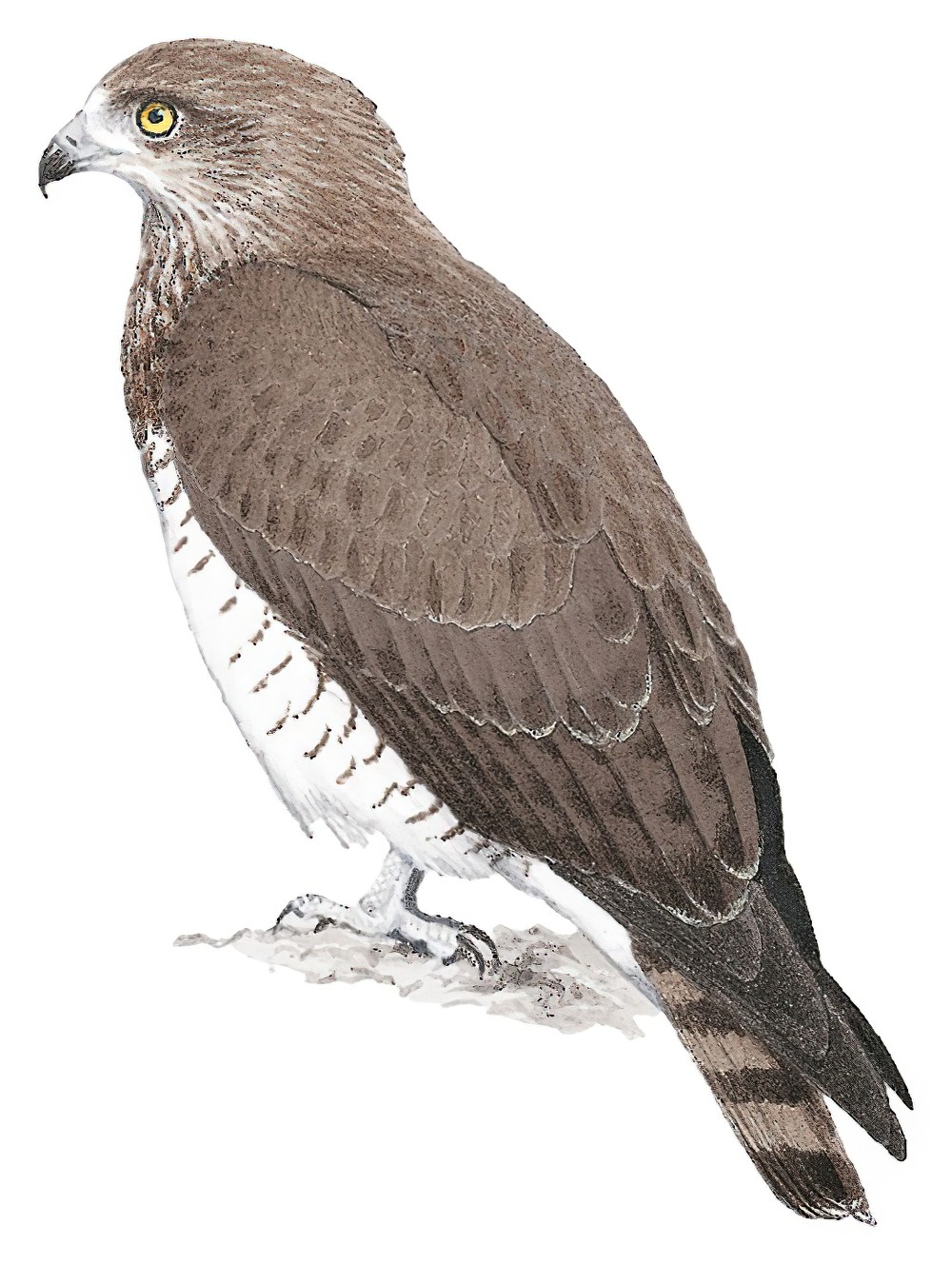 Beaudouin\'s Snake-Eagle / Circaetus beaudouini