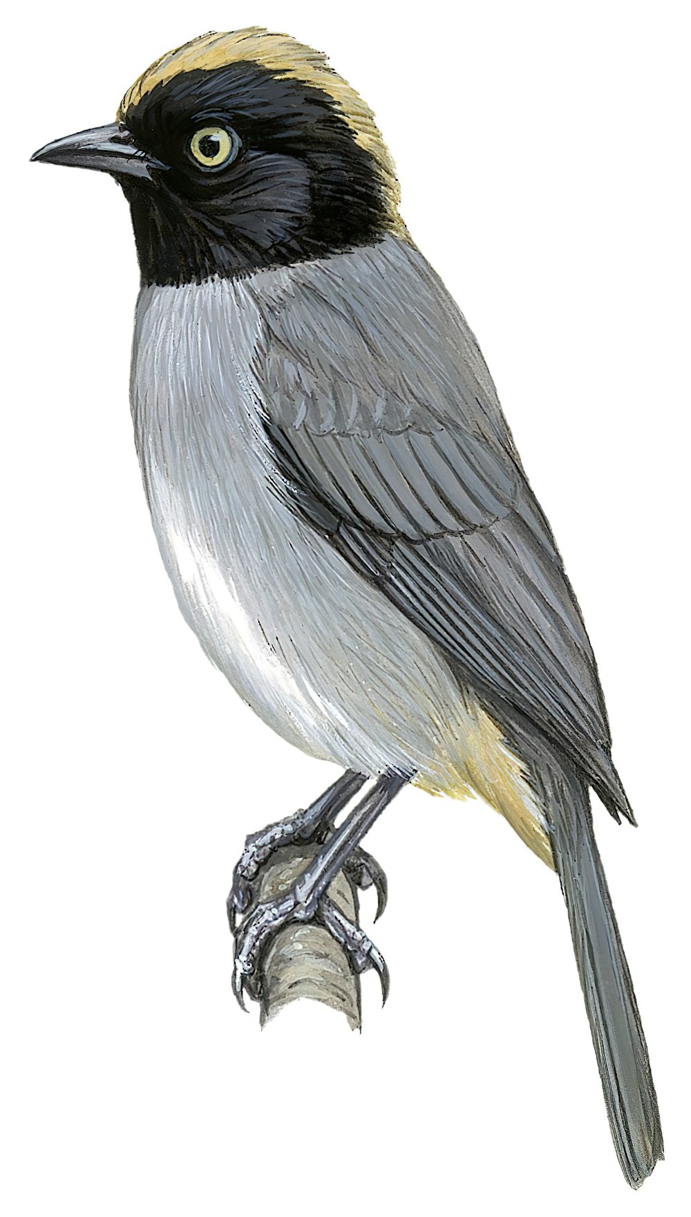 Black-headed Hemispingus / Pseudospingus verticalis