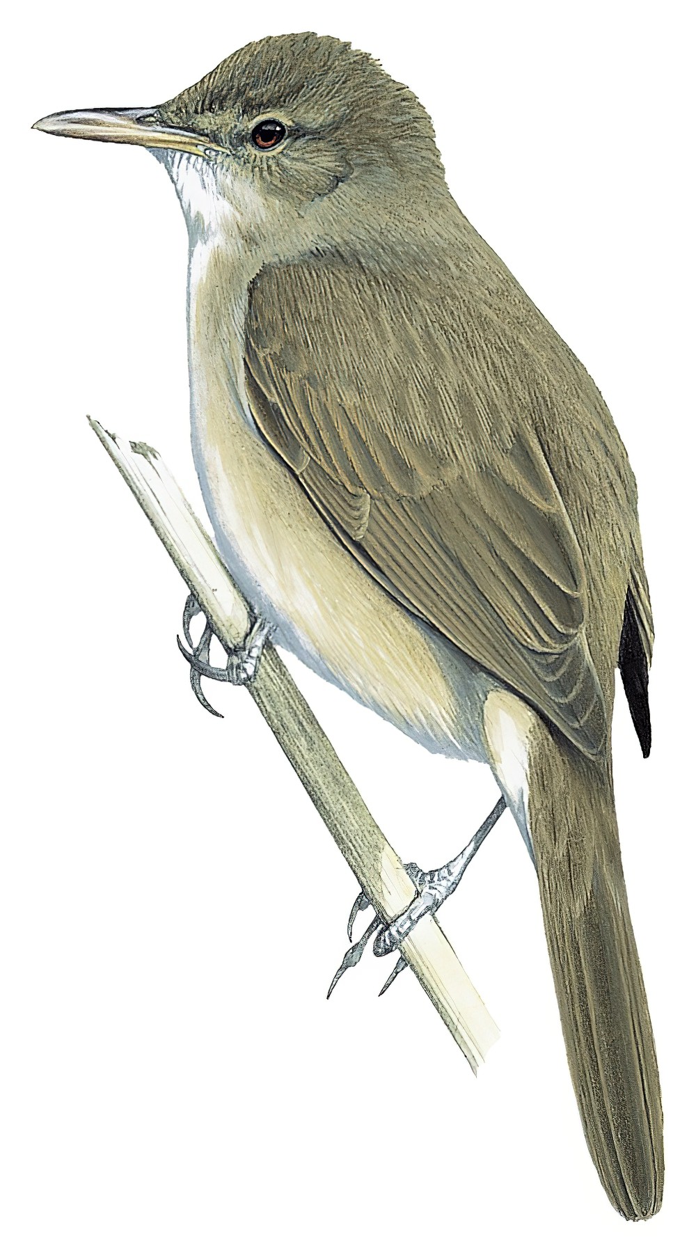 Greater Swamp Warbler / Acrocephalus rufescens