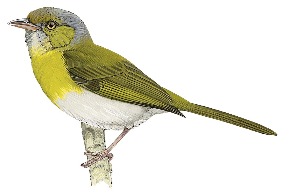 Lemon-chested Greenlet / Hylophilus thoracicus