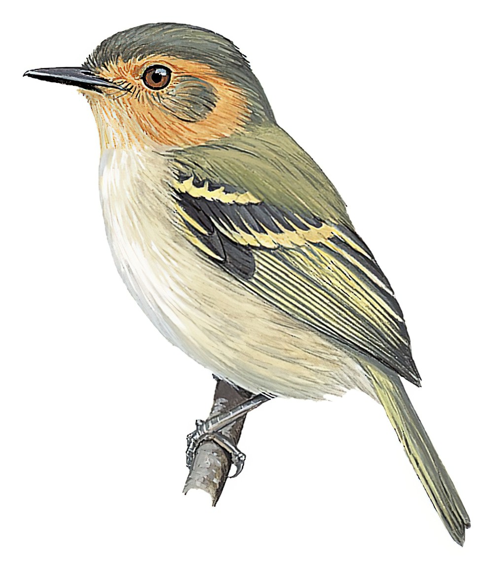 Ochre-faced Tody-Flycatcher / Poecilotriccus plumbeiceps