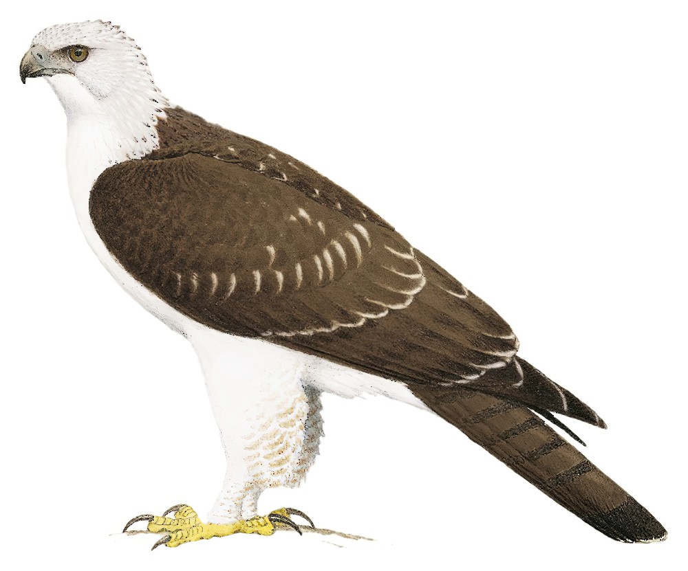 Flores Hawk-Eagle / Nisaetus floris