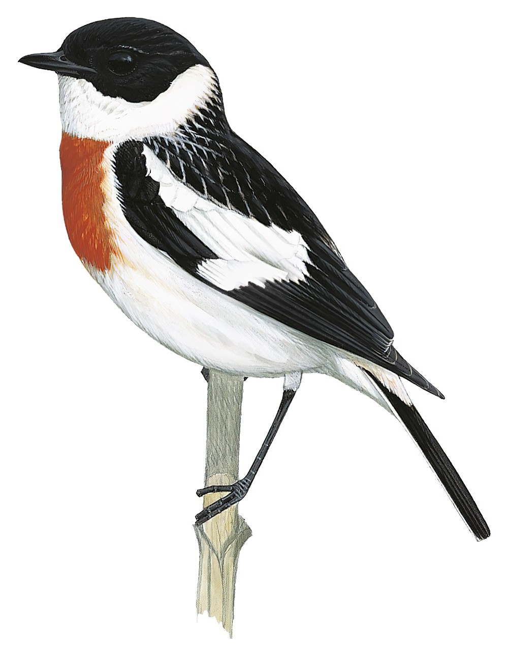 White-throated Bushchat / Saxicola insignis
