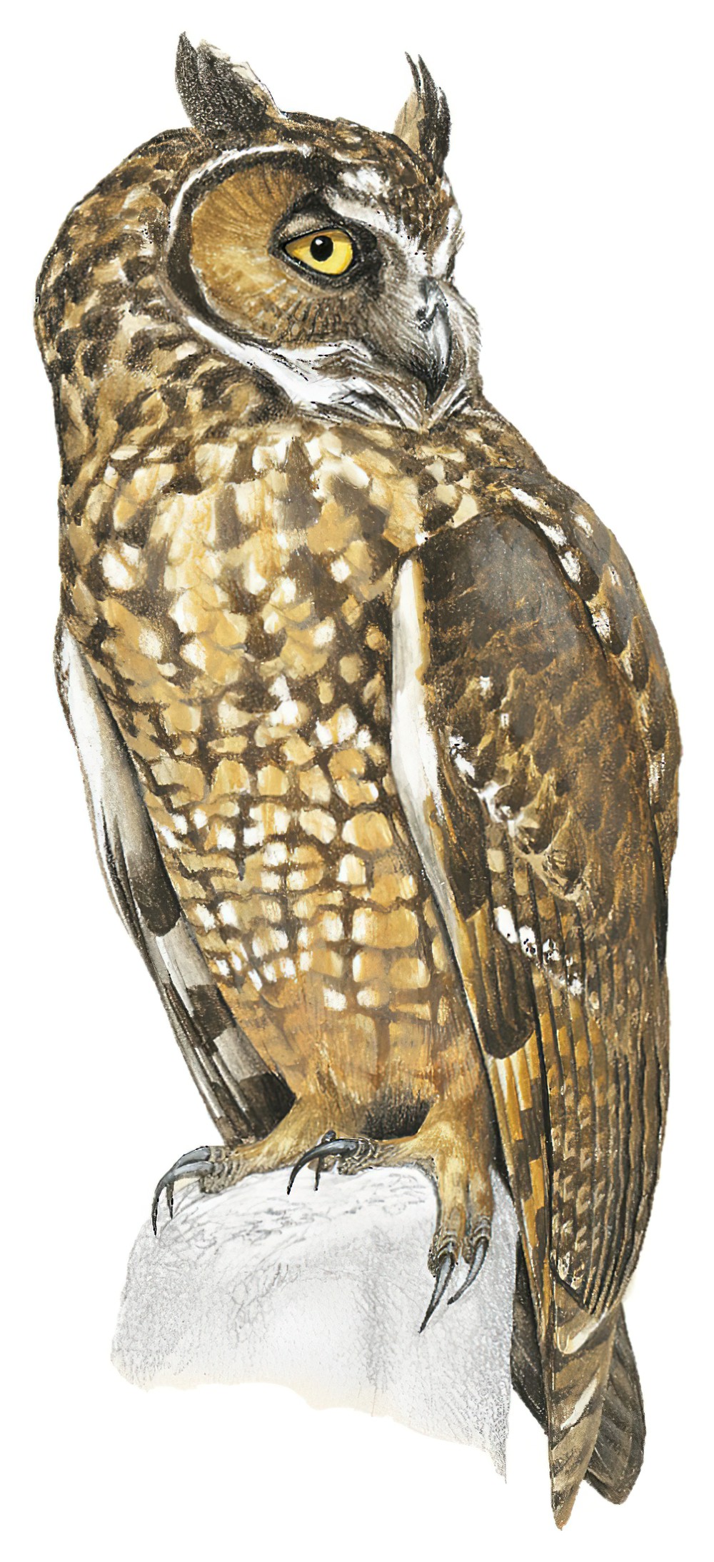 Abyssinian Owl / Asio abyssinicus