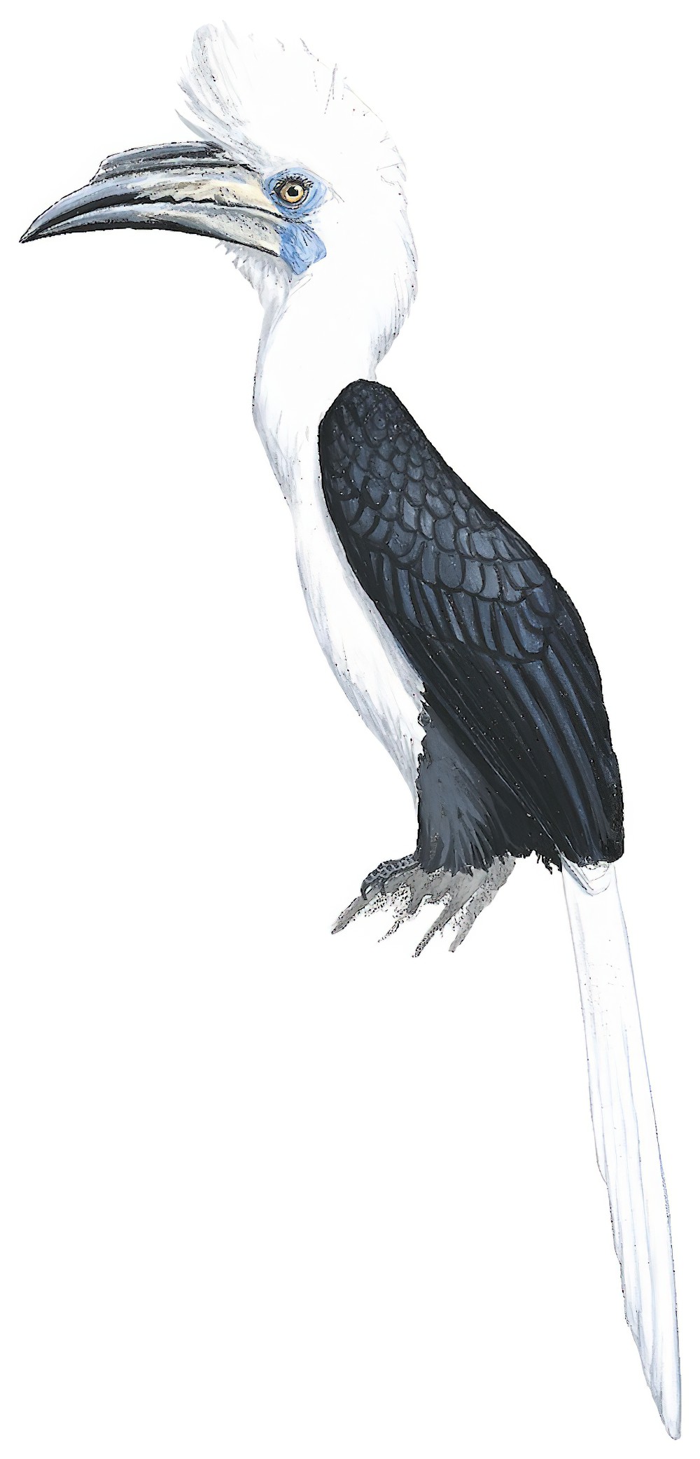 White-crowned Hornbill / Berenicornis comatus