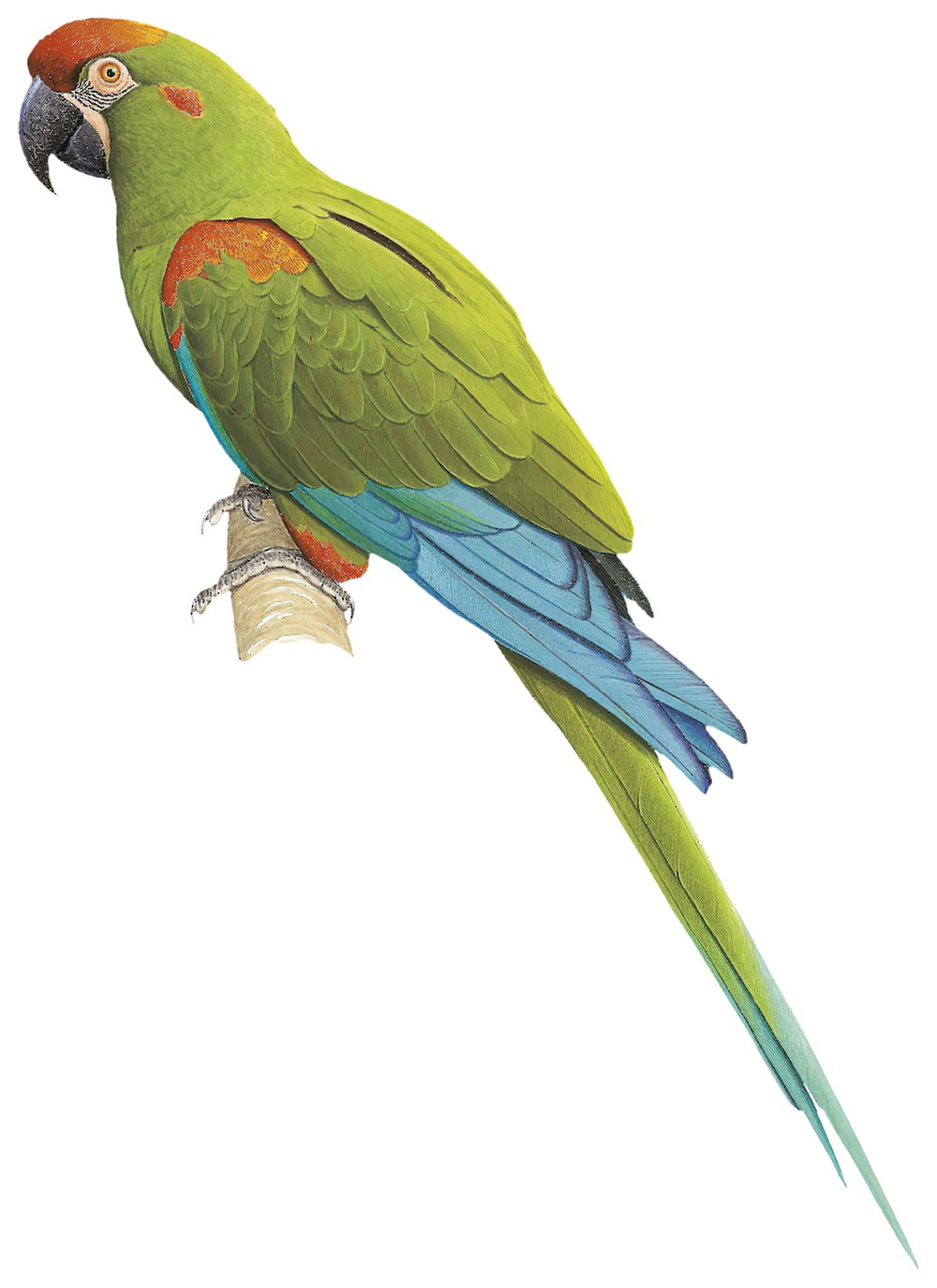 Red-fronted Macaw / Ara rubrogenys