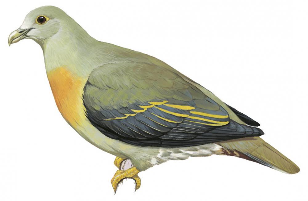 Large Green-Pigeon / Treron capellei