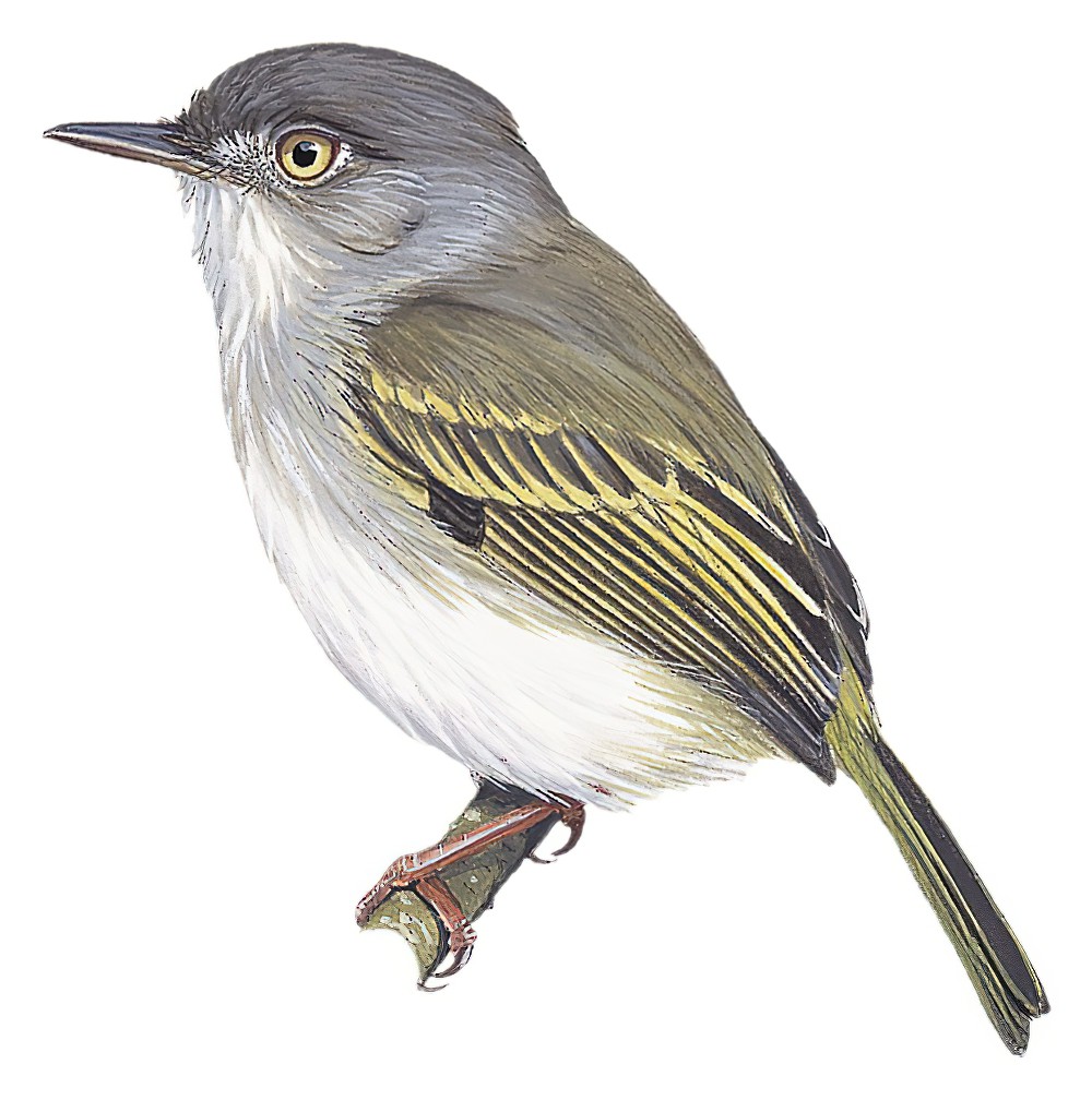Pearly-vented Tody-Tyrant / Hemitriccus margaritaceiventer