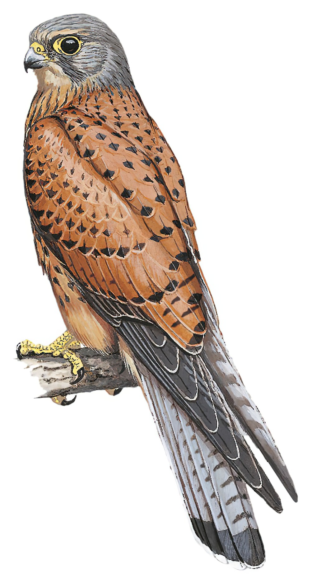 Rock Kestrel / Falco rupicolus