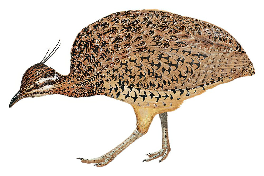 Quebracho Crested-Tinamou / Eudromia formosa