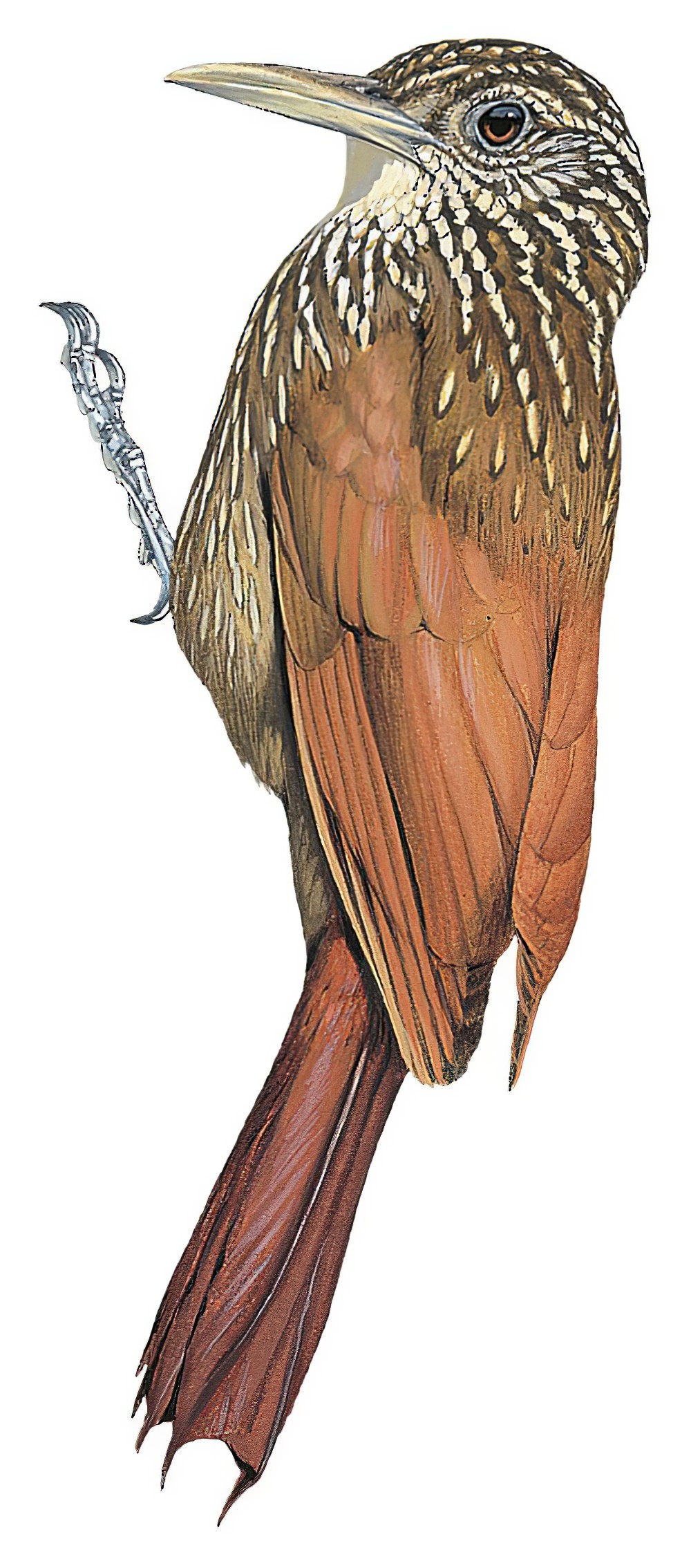 Striped Woodcreeper / Xiphorhynchus obsoletus