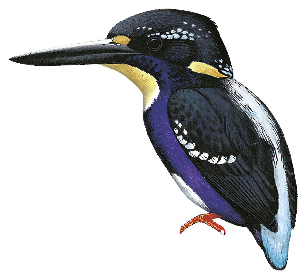 Northern Silvery-Kingfisher / Ceyx flumenicola