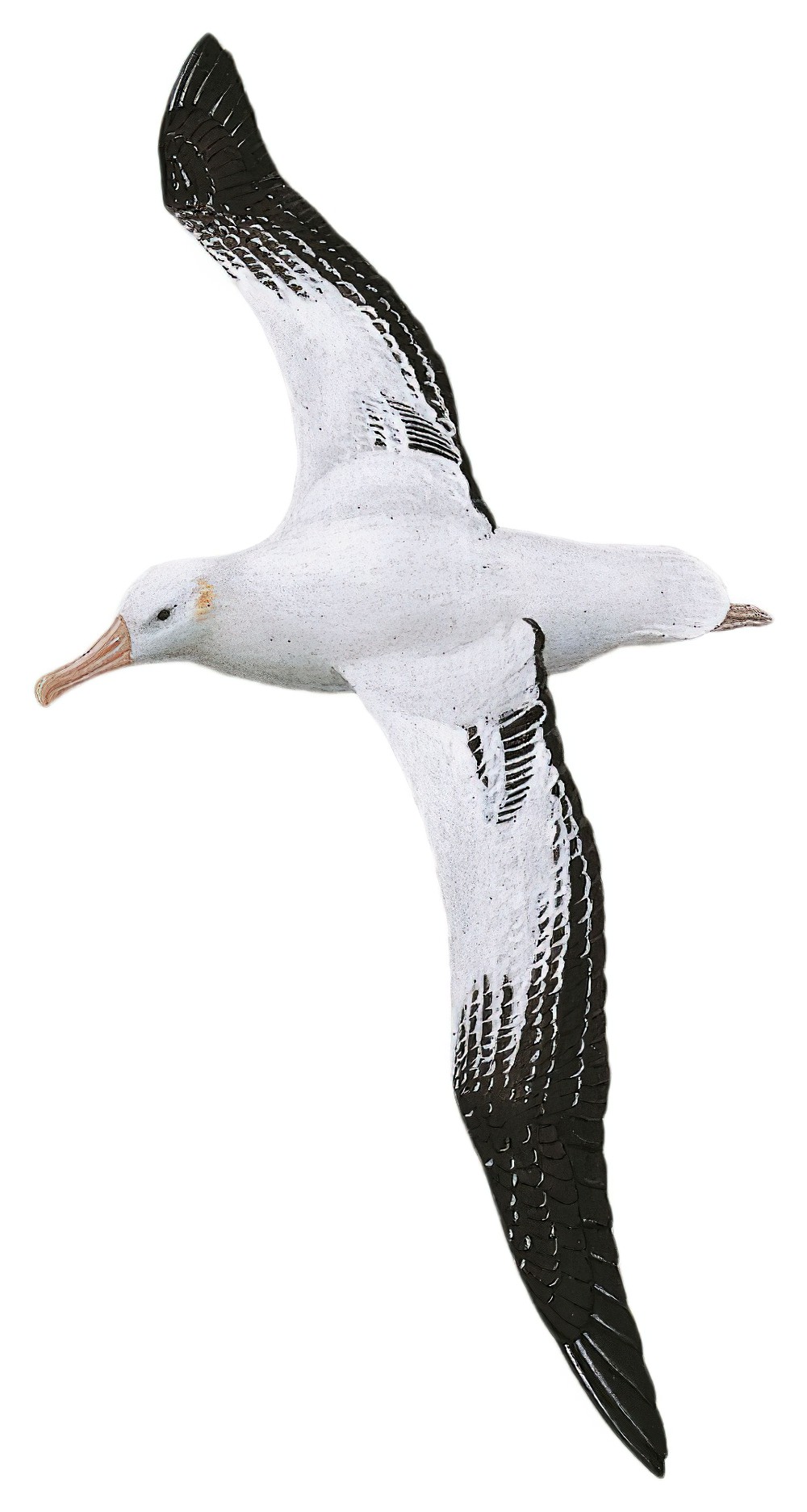 Wandering Albatross / Diomedea exulans