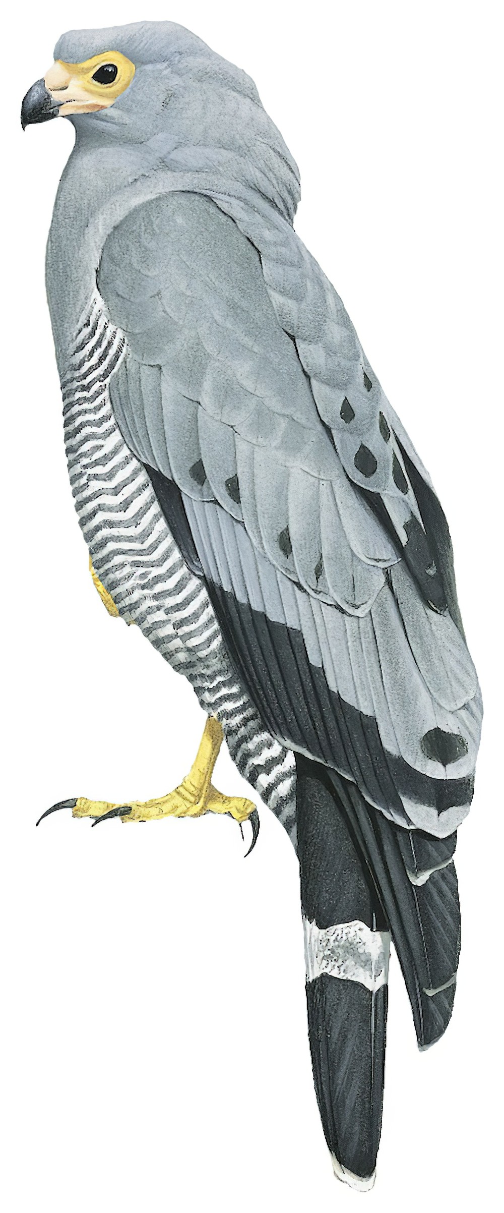 African Harrier-Hawk / Polyboroides typus