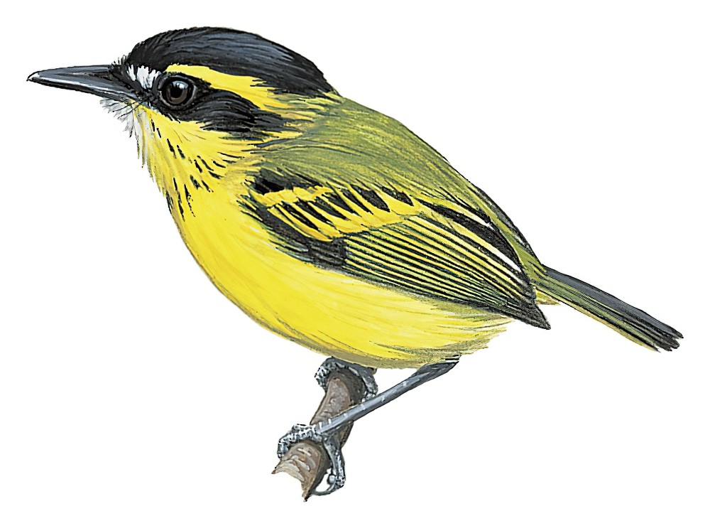 Yellow-browed Tody-Flycatcher / Todirostrum chrysocrotaphum