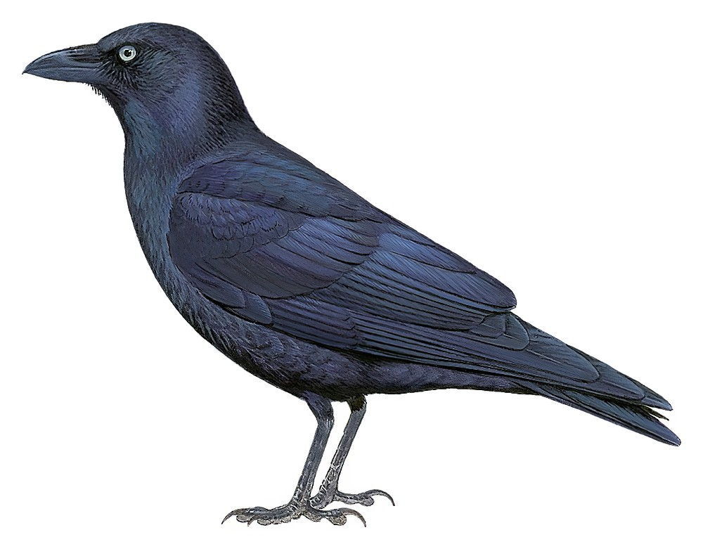 Little Crow / Corvus bennetti