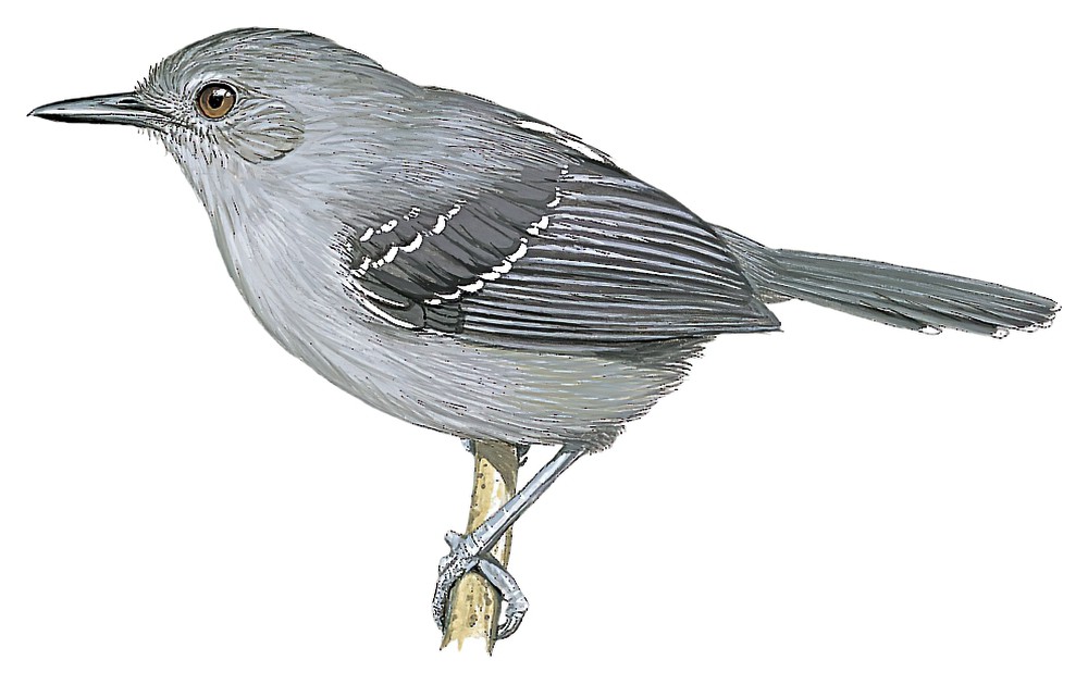 Dusky Antbird / Cercomacroides tyrannina