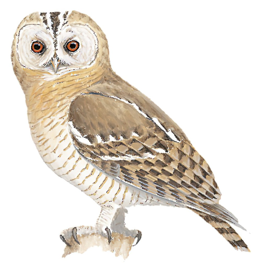 Desert Owl / Strix hadorami