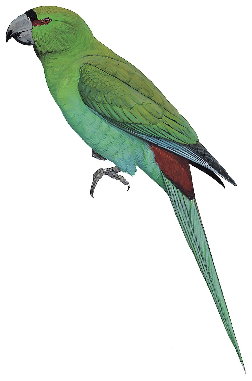 Black-fronted Parakeet / Cyanoramphus zealandicus