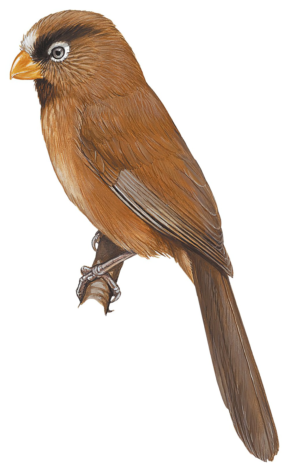 Three-toed Parrotbill / Cholornis paradoxus