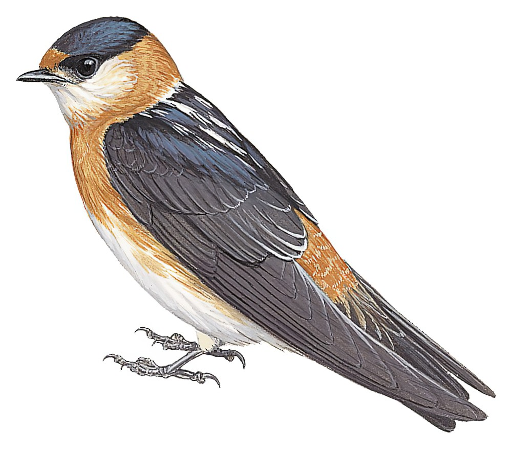 Chestnut-collared Swallow / Petrochelidon rufocollaris