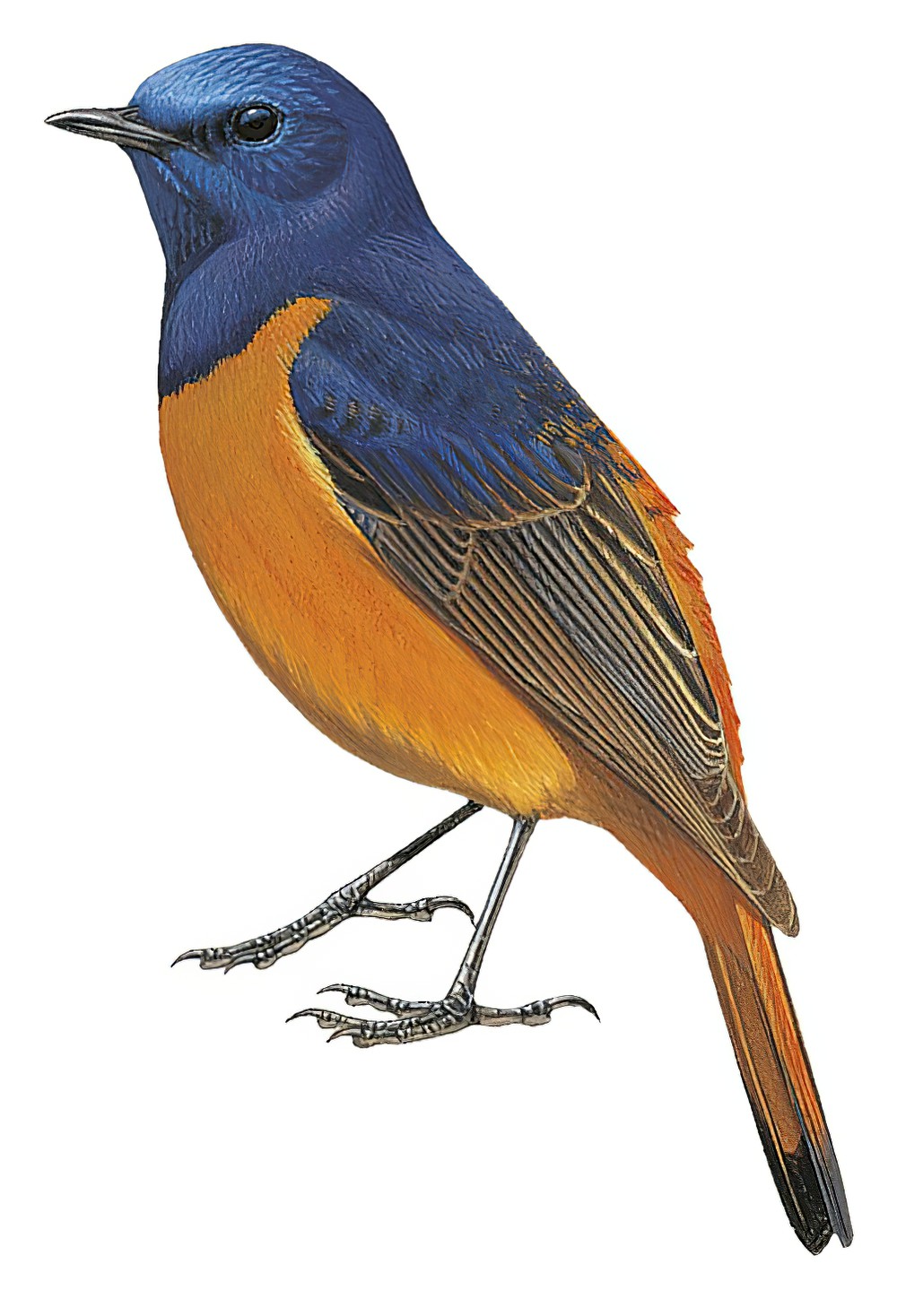 Blue-fronted Redstart / Phoenicurus frontalis