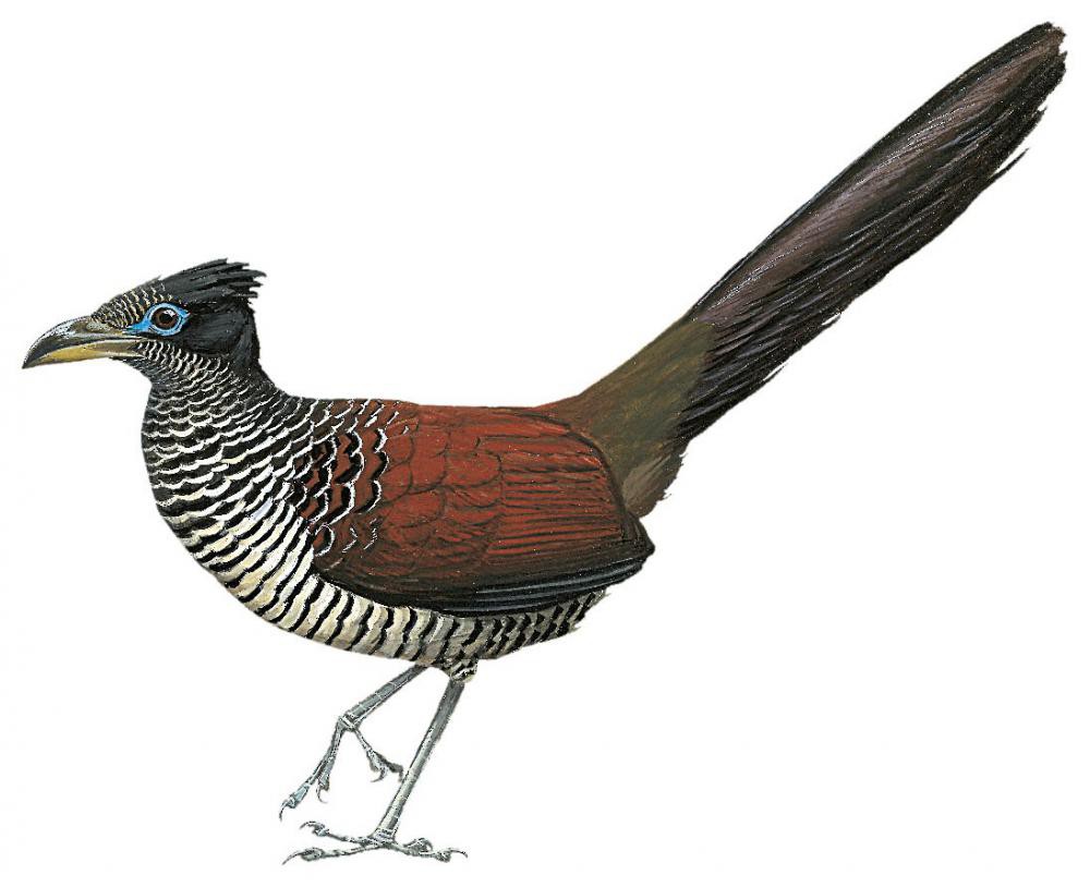Banded Ground-Cuckoo / Neomorphus radiolosus
