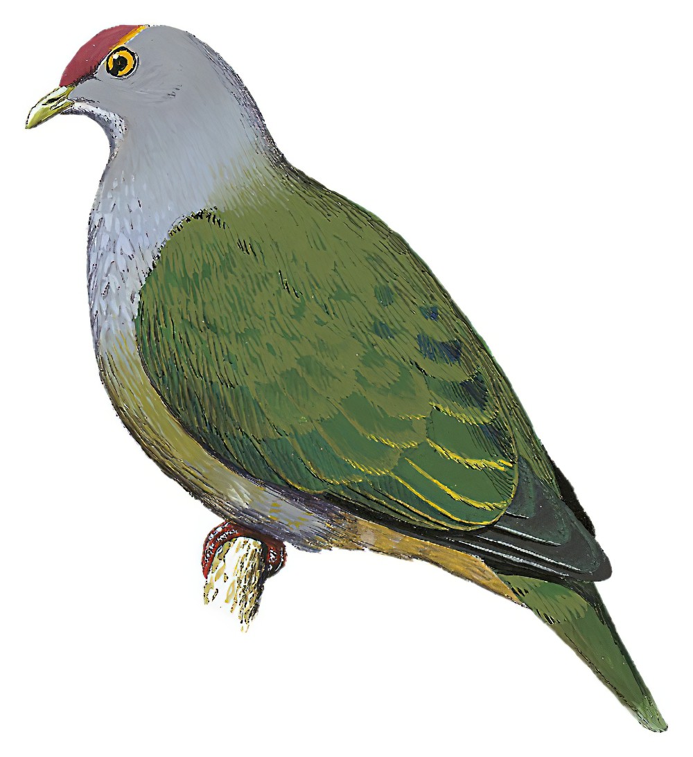 Henderson Island Fruit-Dove / Ptilinopus insularis