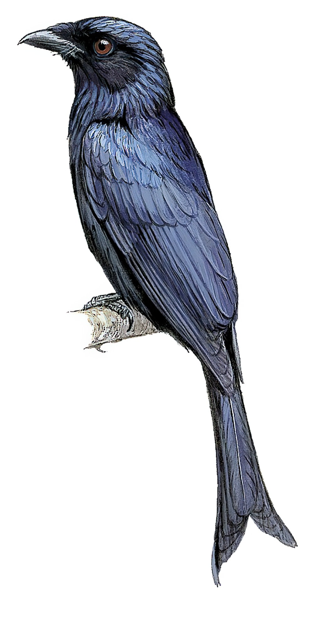 Crow-billed Drongo / Dicrurus annectens