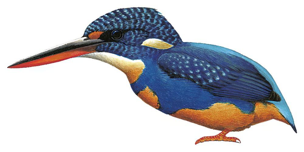 Indigo-banded Kingfisher / Ceyx cyanopectus