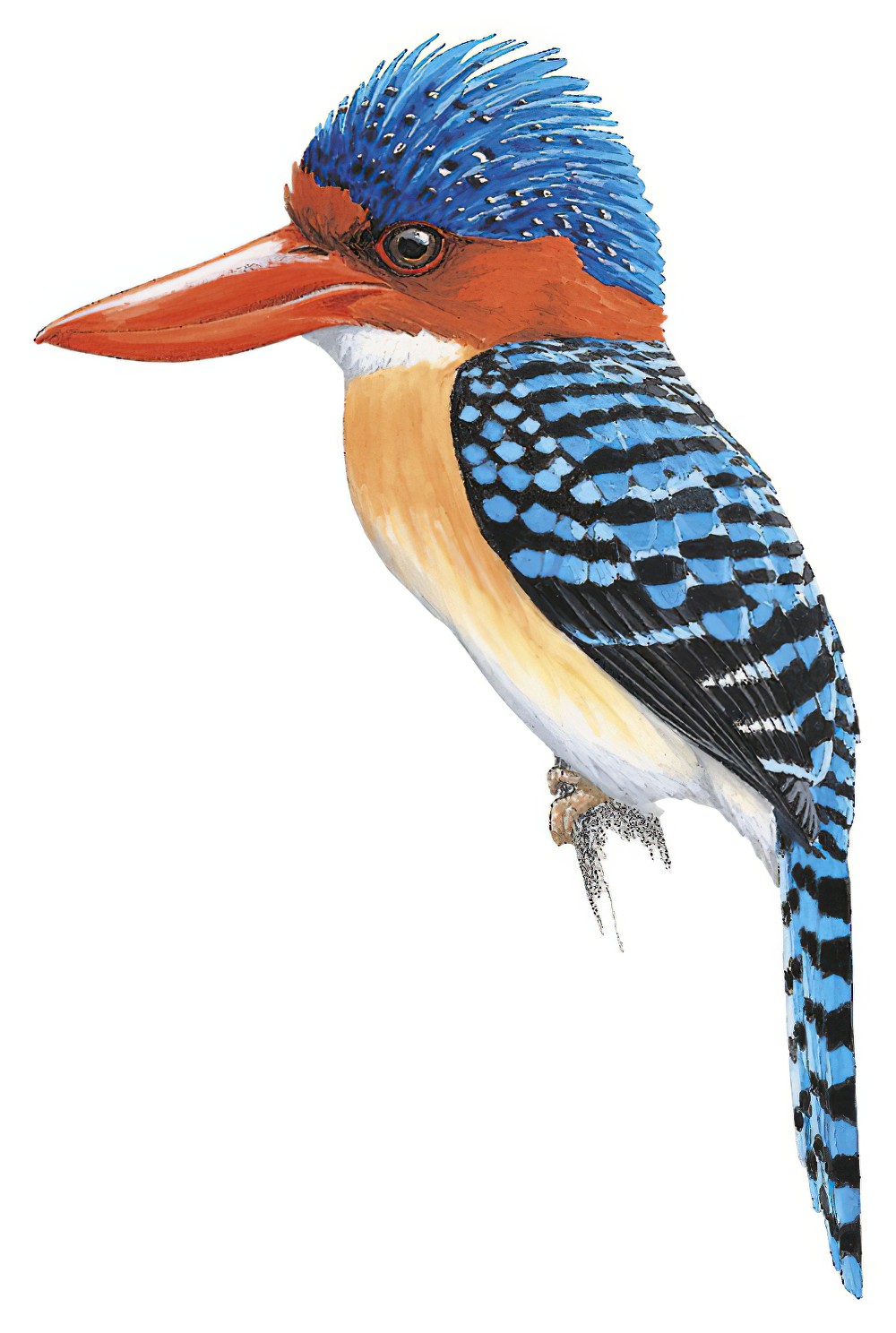 Banded Kingfisher / Lacedo pulchella