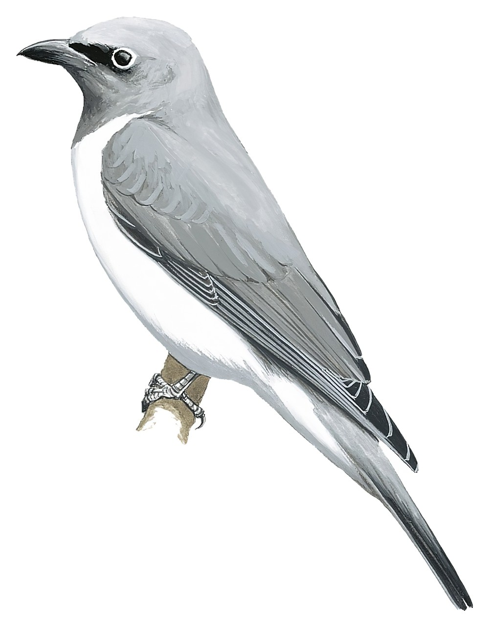 White-breasted Cuckooshrike / Coracina pectoralis