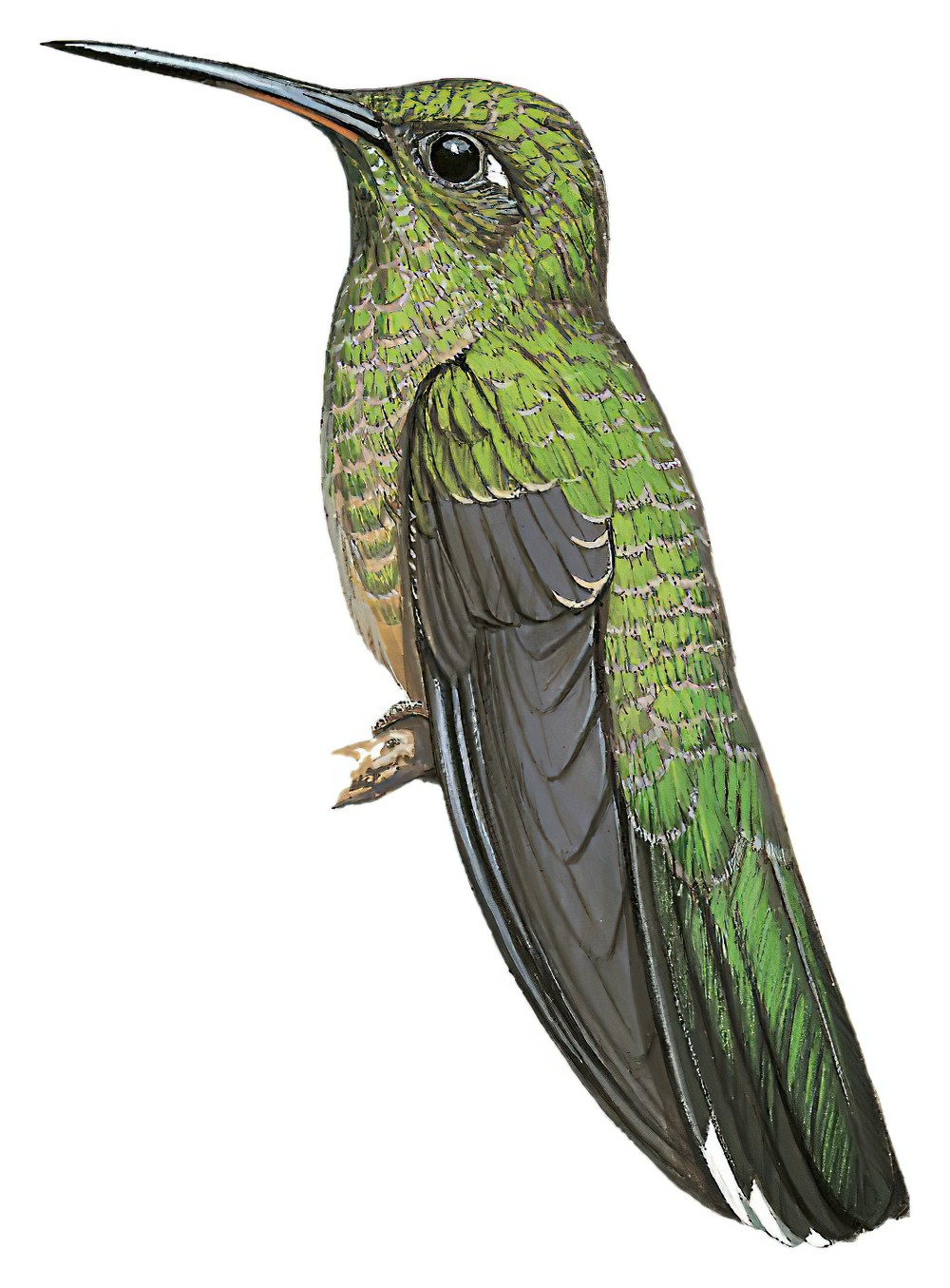 Scaly-breasted Hummingbird / Phaeochroa cuvierii