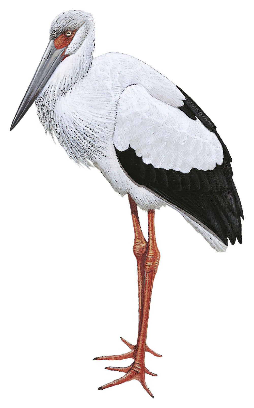 Maguari Stork / Ciconia maguari