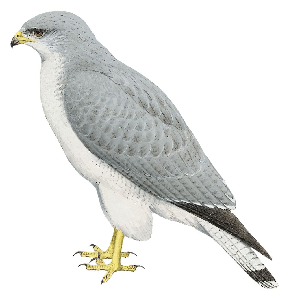 Variable Hawk / Geranoaetus polyosoma