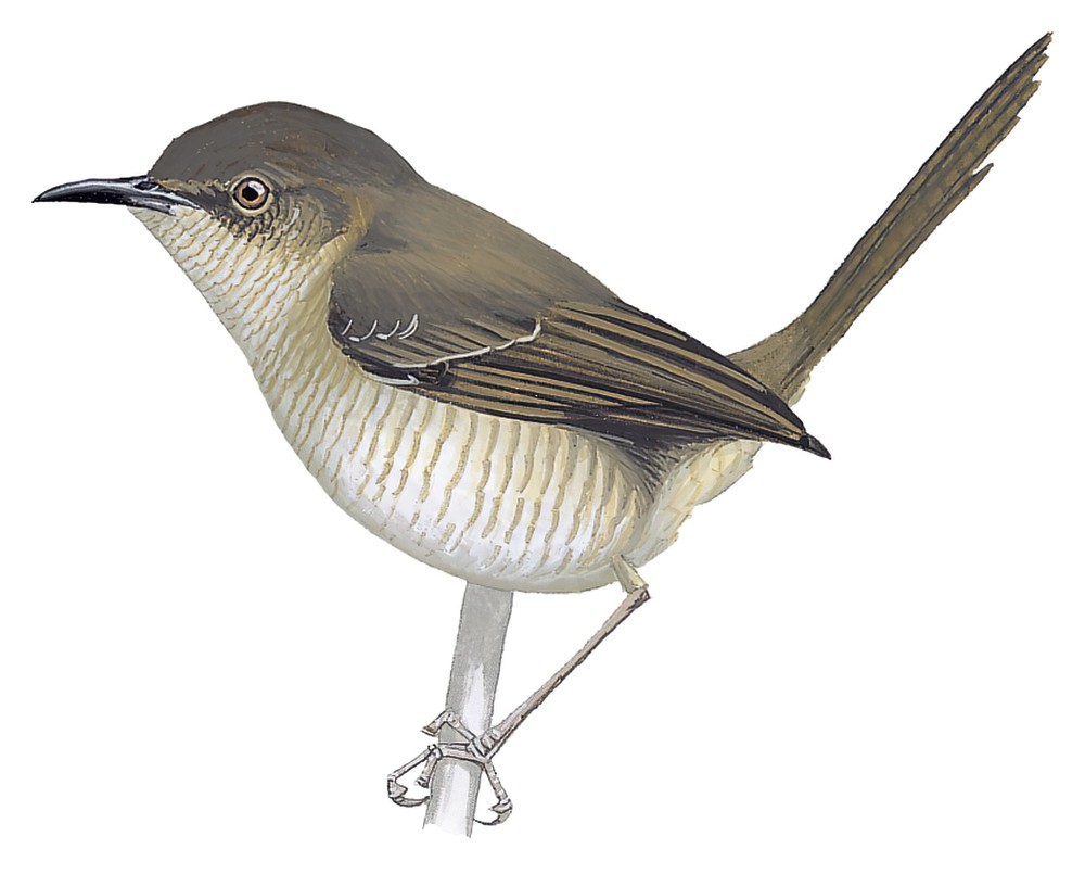 Miombo Wren-Warbler / Calamonastes undosus