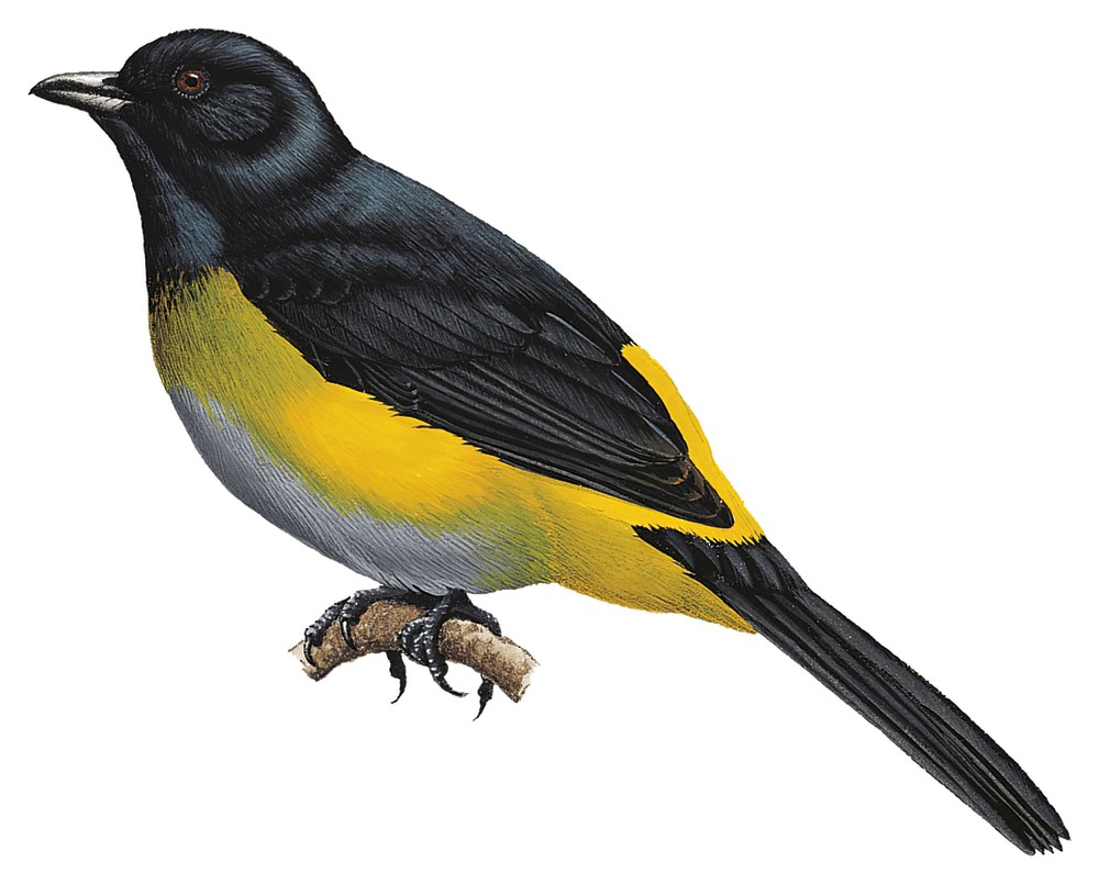 Black-and-yellow Silky-flycatcher / Phainoptila melanoxantha