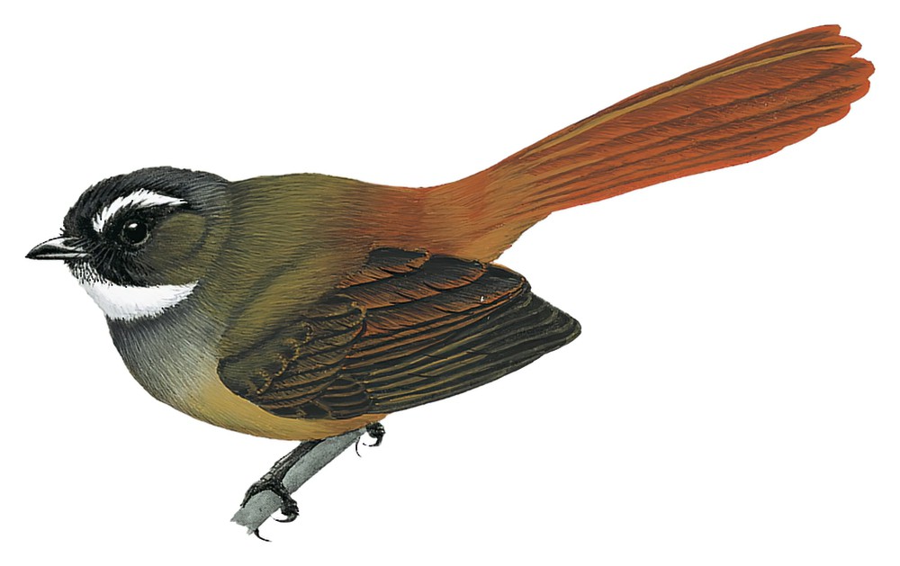 Rufous-tailed Fantail / Rhipidura phoenicura