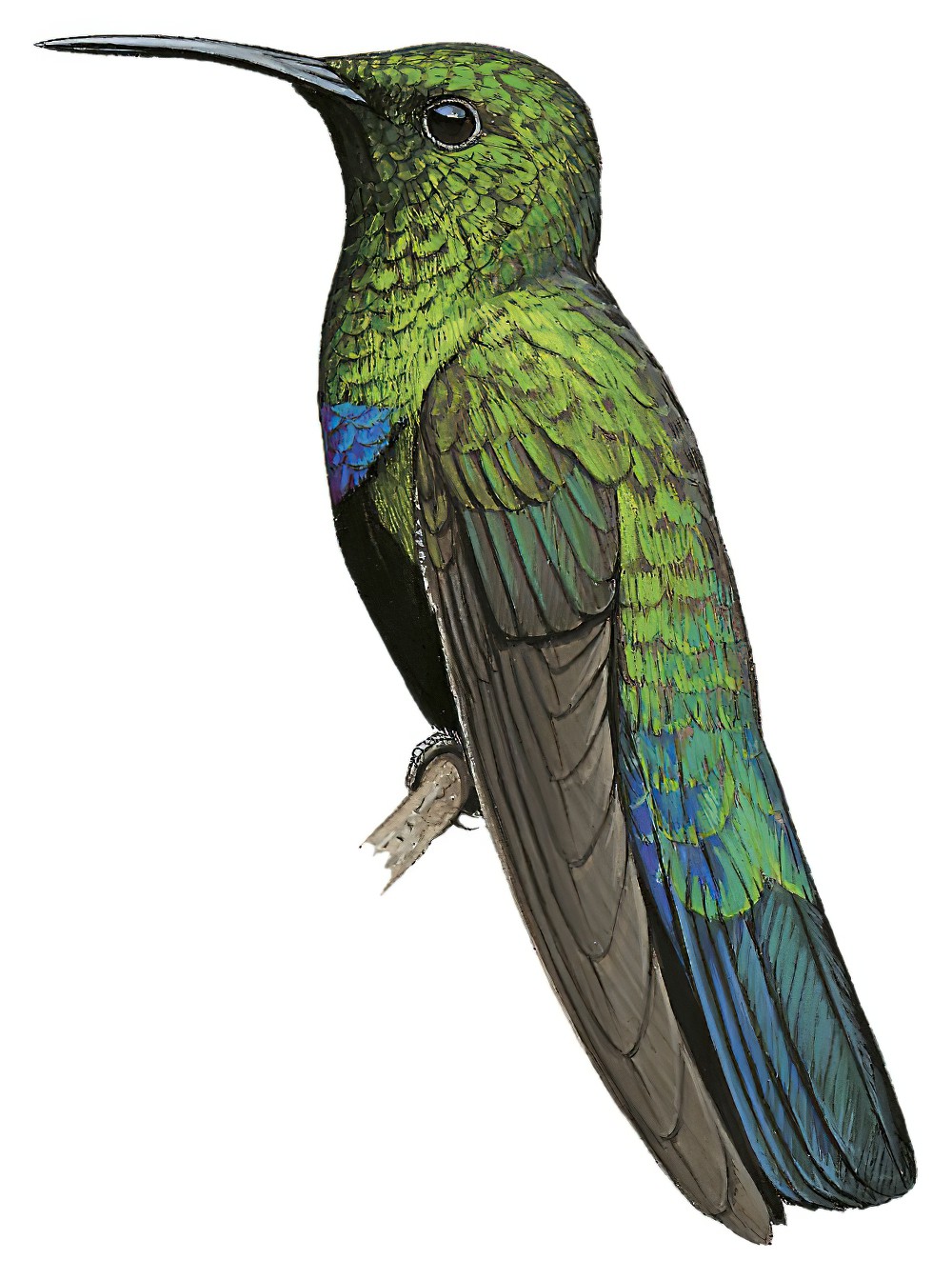 Green-throated Carib / Eulampis holosericeus