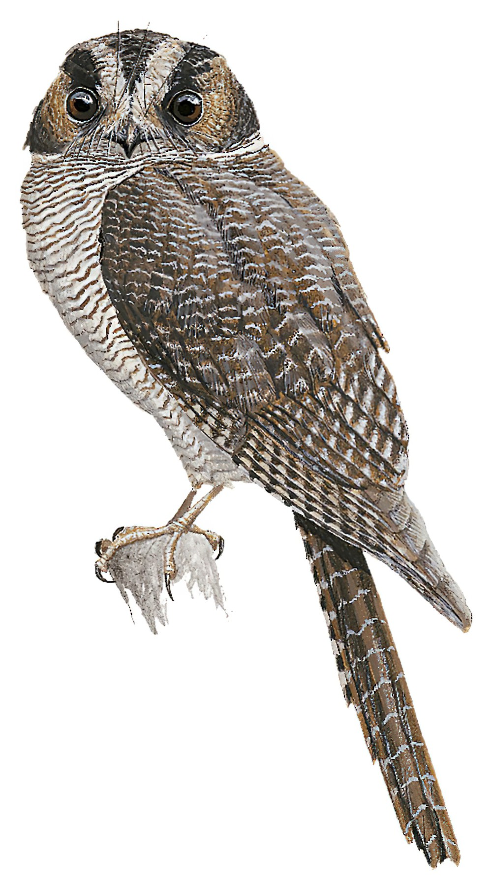 Barred Owlet-nightjar / Aegotheles bennettii