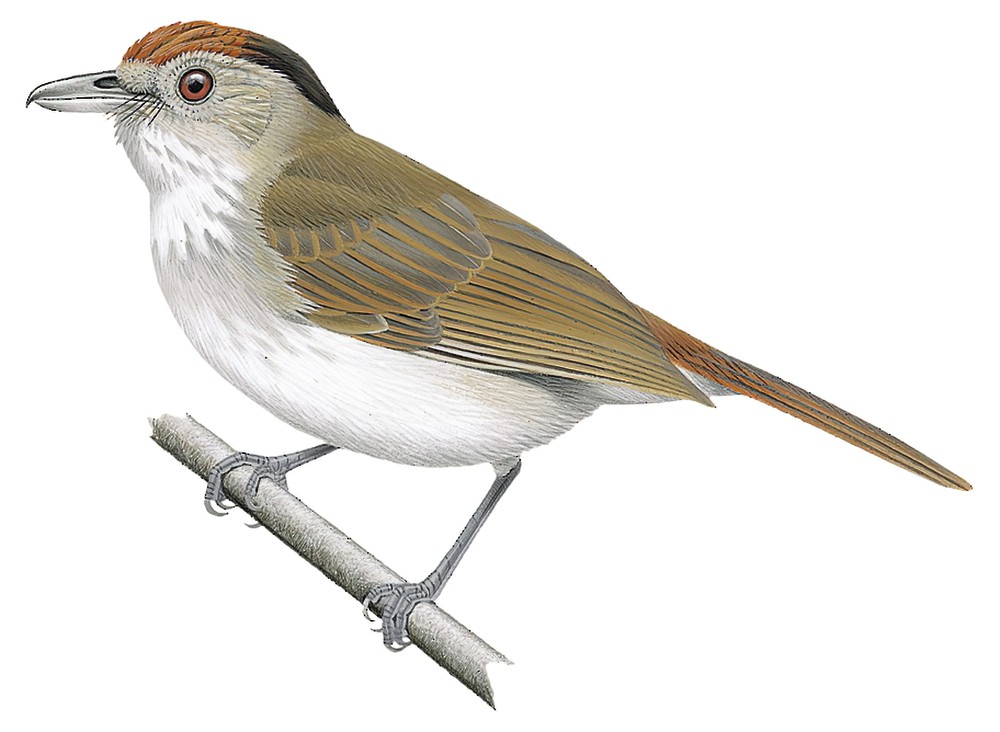 Rufous-crowned Babbler / Malacopteron magnum