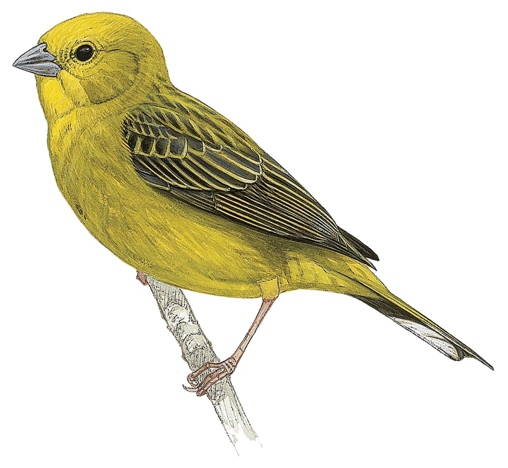 Stripe-tailed Yellow-Finch / Sicalis citrina