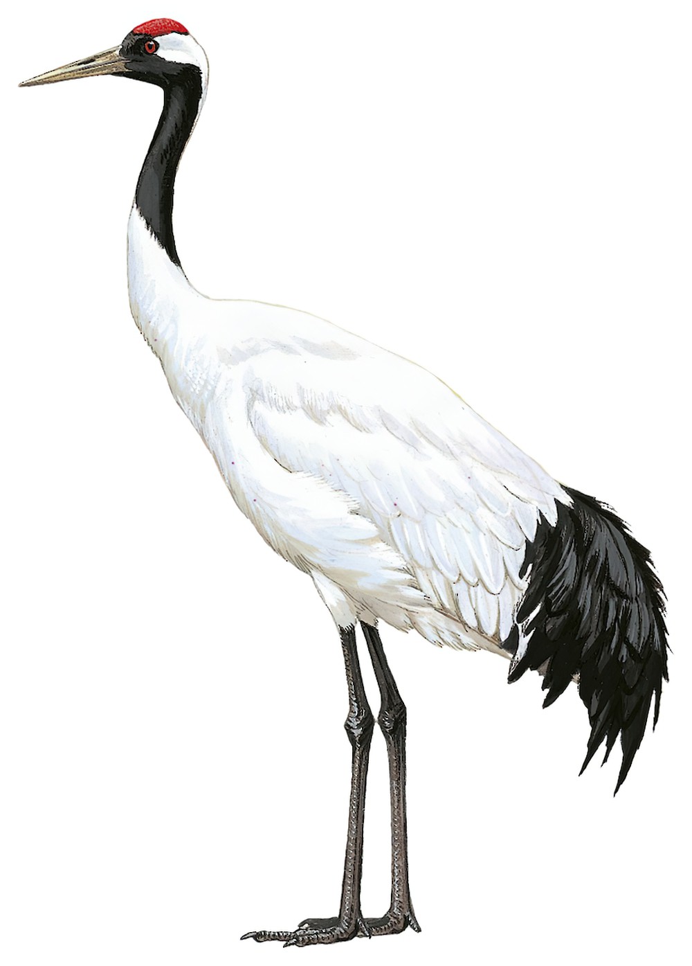 Red-crowned Crane / Grus japonensis
